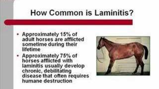 Laminitis [upl. by Roselani]