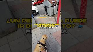 ¿Un perro guía puede ir de copiloto 🦮🚙🧐 [upl. by Eynenihc]