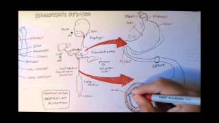 Digestive System Anatomy [upl. by Einahpetse173]