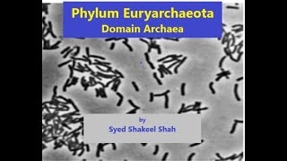 Phylum Euryarchaeota I Domain Archaea I Microbiology I [upl. by Ezana]