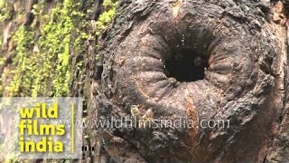 Himalayan Rock Bee forages on Himalayan Balsam plant threaten wasp at nest hole [upl. by Nagear]