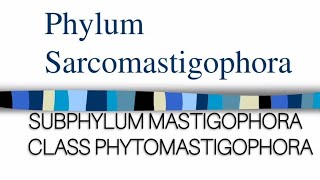 PHYLUM SARCOMASTIGOPHORA Class Phytomastigophora protozoa millerandharley zoology protozoans [upl. by Lucier325]