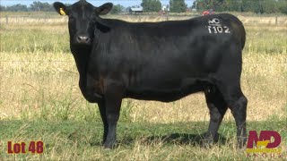 Lot 48 Merridale Vicky CMDT102 [upl. by Adnamaa]