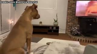 Dogs emotional reaction to The Lion King [upl. by Anneliese]