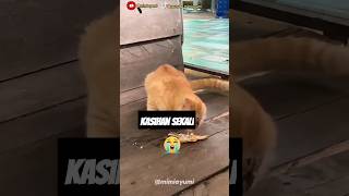 Si Oyen kasihan shortsfeed [upl. by Arikehs497]