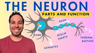 What is a Neuron Parts and Function [upl. by Neellek862]