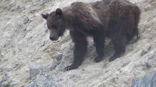 MOUNTAIN GOAT GRIZZLY BEAR ENCOUNTER IN CANADIAN ROCKIES [upl. by Jeanie174]