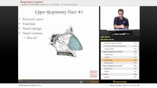 quotRespiratory Systemquot  Anatomy amp Physiology with Educatorcom [upl. by Hunsinger]