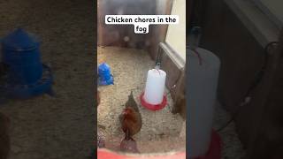 Chicken chores in the fog chickens chickenshorts chicks funny backyardchickens funnychicken [upl. by Halda]