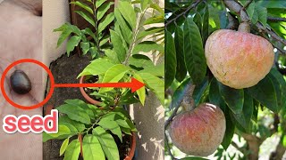 How to Grow custard apple seed  aata fal  seed germination [upl. by Atiuqrahs]