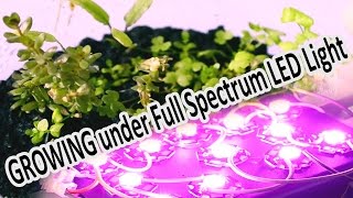 Aquarium Emersed Plants growing under Full Spectrum LED Light [upl. by Ernest]