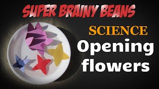 Opening flowers  Science experiments for kids at home [upl. by Akenihs855]