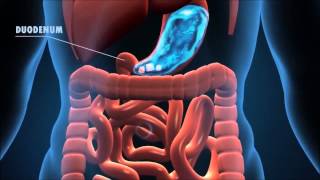 The Journey of the Digestive System [upl. by Ro]