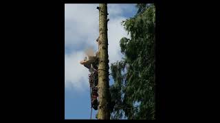 felling a tree by climbing it [upl. by Linet]