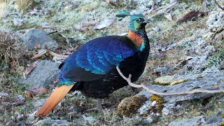 Himalayan Monal male amp female [upl. by Aenet]