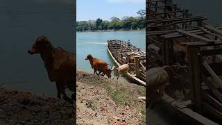 Transporte de gado nos pântanos paraguaios [upl. by Euqinor523]