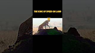 full speed cheetah trending animals cheetah wildlife youtubeshorts viralvideo edit shorts [upl. by Leno]