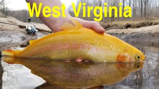 Trout Fishing West Virginias Blackwater River [upl. by Ecinej376]