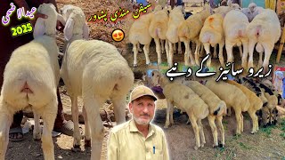 Dumba Mandi Peshawar 2024 New Updates  Balkhi Sheep For 2025  zero size sheep  Khyber Social Tv [upl. by Nadeau]