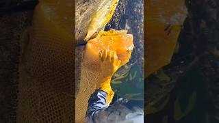 Massive 40 KG Cliff Honey Haul 🍯🐝 shorts trending honey ArabsBoutoeq VladandNiki [upl. by Nosydam]