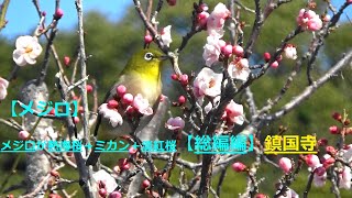 【メジロ】メジロオンリー 熱海桜＋ミカン＋淡紅桜【総合編】鎮国寺R32021131 [upl. by Ahsiket841]