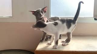 Oriental shorthair kittens [upl. by Eussoj]