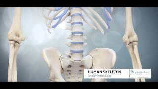 Testrendering Skeleton lumbar vertebra area  3D Animation Medizin [upl. by Kiah399]