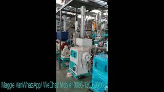 15tpd Corn Maize flour and grits Processing machine DegermingGerm Extracting machine [upl. by Lehacim]