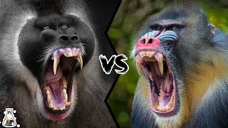 Drill vs Mandrill  Who Is The Monkey King [upl. by Ynnig]