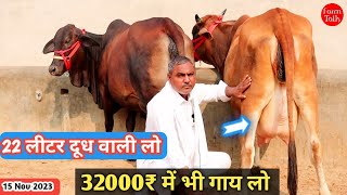 22 लीटर ✅ तक दूध 32000₹ से कीमत 10 गाय 👍 Sahiwal Cholistani Rathi Gir Cross Cow 👌 Available For Sale [upl. by Daph]