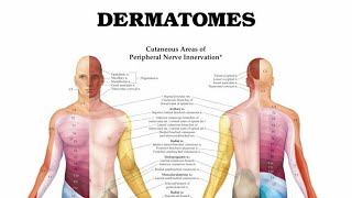 Easy to Forget Dermatomes and Myotomes  Physical Therapy PT PhysicalTherapy Myotomes [upl. by Ah]