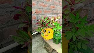 Convert simple pot to hanging basket plant shorts video trending song [upl. by Byram109]