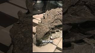 What a One in a billion dinosaur fossil looks like [upl. by Larry737]