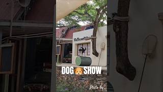 Dog🐶AnimalShow ภูโตชวนเที่ยว [upl. by Yrdua]