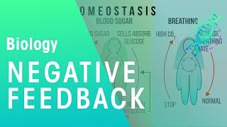 Negative Feedback  Physiology  Biology  FuseSchool [upl. by Brig703]