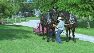 Percheron Team [upl. by Ximenes]