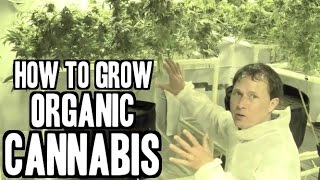 How to Grow Organic Cannabis Indoors [upl. by Yornek]