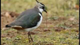 Nest building Lapwing style  Vanellus vanellus [upl. by Nosauq]