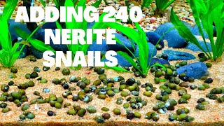 I Ordered 240 Nerite Snails Snail Army Vs Brown Algae [upl. by Mindy]