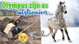 Olympus zijn as uitstrooien bij de nieuwe bomen amp HET IS AF  felinehoi VLOG 541 [upl. by Festa157]