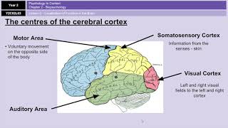 Biopsychology AQA A level [upl. by Noirret970]