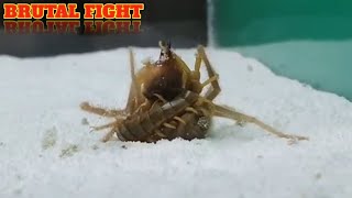 CAMEL SPIDER VS CENTIPEDE [upl. by Trimmer]