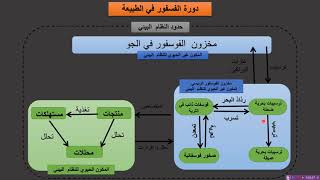 Phosphorus cycle دورة عنصر الفوسفور [upl. by Ahsienom182]