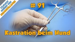 TGH 91  Kastration und Sterilisation beim Hund  Kastration Hund  Sterilisation Hund  Stadtfelle [upl. by Chassin515]