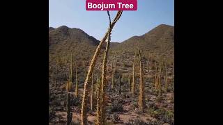 All About Unusual Boojum Trees youtubeshorts youtube ytshorts [upl. by Michail]