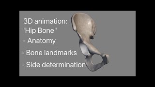 Hip bone 3d anatomy Side determination Osteology external feature landmarks demonstration [upl. by Brenn452]