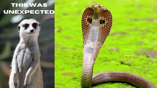 Cobra Vs Mongoose The Ultimate Showdown  Kaymaha amazon [upl. by Yrollam]