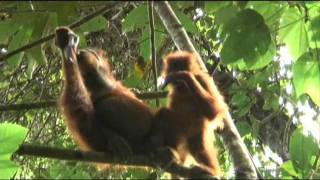 Orangutans eating slow loris [upl. by Ekusuy743]