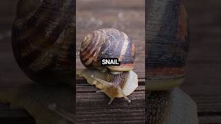 shorts didyouknow snails are hermaphrodites 🐌🐌🐌 [upl. by Margette]