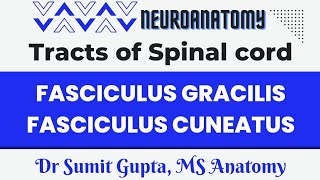 Fasciculus gracilis and Fasciculus cuneatus  Medial Lemniscus pathway [upl. by Alesandrini60]